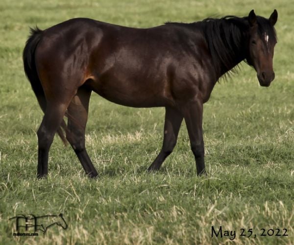 Funny B Mucha Blue's 2020 Filly